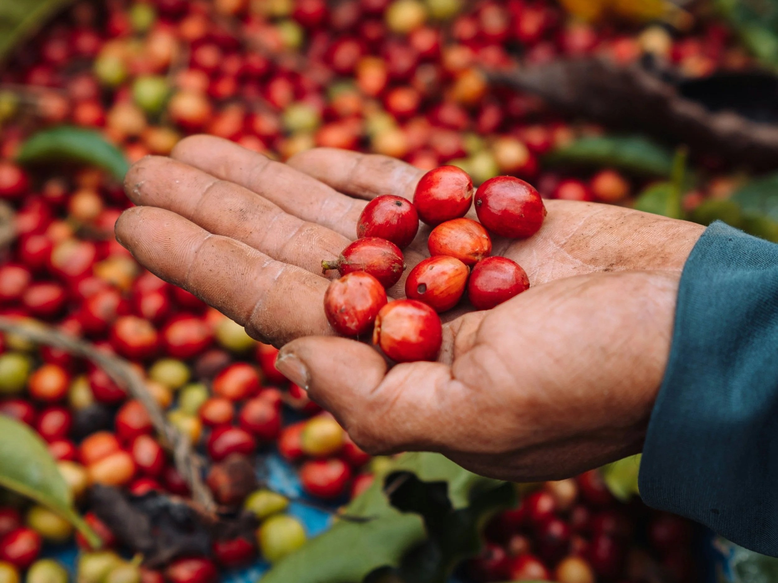 Making Better Choices for More Sustainable Coffee