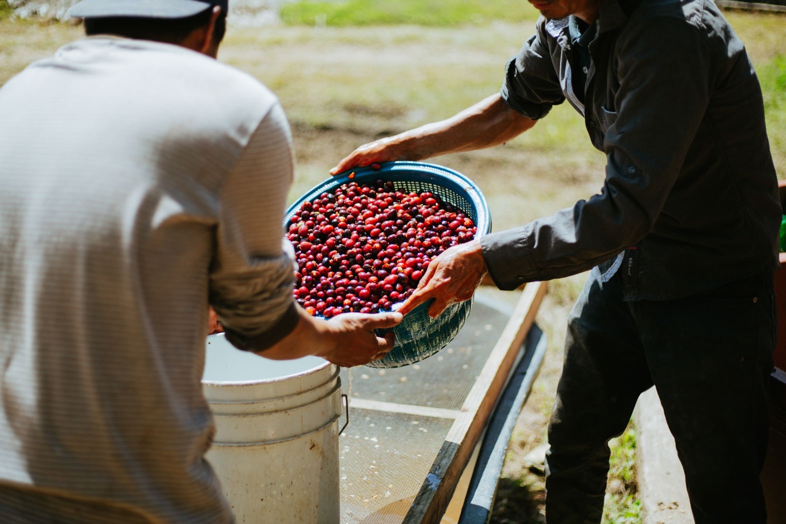 Coffee producers passing a basket of freshly picked Cup of Excellence cherries at the farm