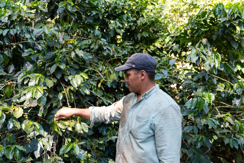 David Batres of Finca Batres in Laguna Seca, Jutiapa, Guatemala